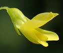[photo of flowers]