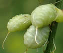 [photo of developing fruit]
