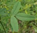[photo of leaves]