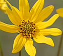 [photo of flowers]
