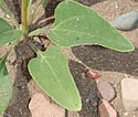 [photo of leaves]