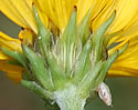 [photo of bracts]