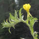 [photo of Oakes' Evening Primrose