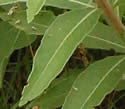 [photo of leaves]