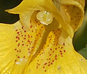 [photo of flowers]