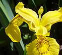 [photo of flower]