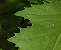 [photo of leaves]