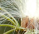 [photo of fruit]