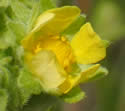 [photo of flowers]