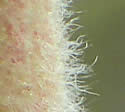 [photo of hairy stem]