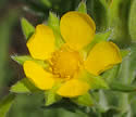 [photo of flowers]