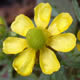 [photo of Prairie Buttercup]