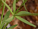 [photo of leaves]
