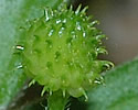 [photo of fruit]