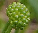 [photo of fruit]