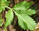 [photo of leaves]
