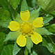 [photo of Rough Cinquefoil]