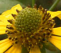 [photo of flowers]