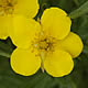 [photo of Shrubby Cinquefoil]