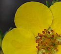 [photo of flowers]