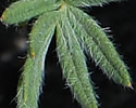 [photo of leaves]