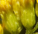 [photo of phyllaries]