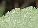 [photo of leaves]