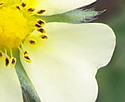 [photo of flowers]