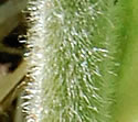[photo of leaves]
