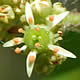[photo of Swamp Saxifrage]