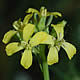 [photo of Tall Tumble Mustard]