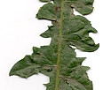 [photo of typical leaf]