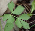 [photo of lower leaves]
