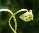 [photo of hairy tendrils and stem]