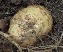 [photo of tuber]