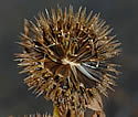 [photo of fruit]
