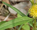 [photo of leaves]