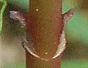 [photo of lower leaves]
