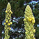 [photo of Common Mullein]