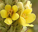 [photo of flowers]