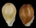 [photo of seeds]