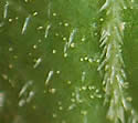 [photo of leaf and stem hairs]