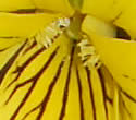 [photo of flower]