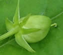 [photo of chasmogamous capsule]