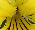 [photo of flower]