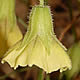 [photo of Virginia Ground Cherry]