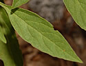 [photo of leaves]