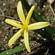 [photo of Water Star-grass]
