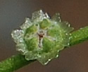 [photo of fruits]