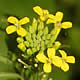[photo of Wormseed Wallflower]